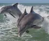 Two dolphins are leaping out of the ocean waves in unison