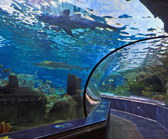 Ripley's Aquarium in Myrtle Beach, SC