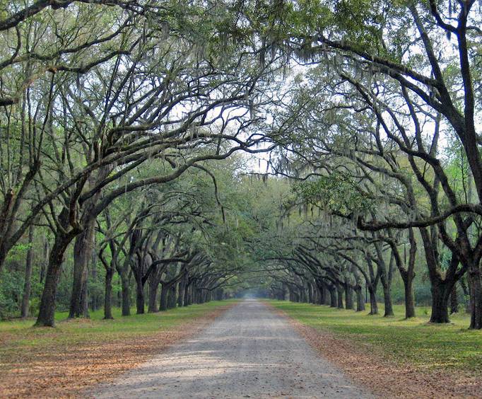 Wormsloe Historic Site in Savannah, GA