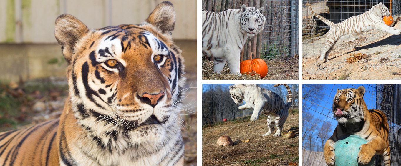 Buy 2019 National Tiger Sanctuary in Branson, MO Tickets