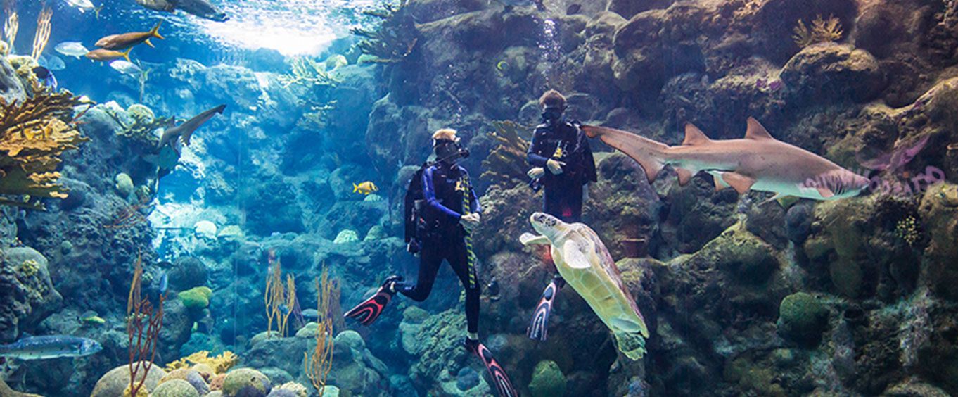 Tampa Bay, Florida Attractions – Aquariums & Zoos