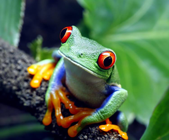 RainForest Adventures Discovery Zoo