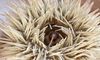 A person is holding a sea urchin in their hand, showcasing its spiny exterior.