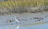 A white egret stands in a shallow marsh with grasses in the background.