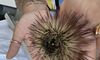 Sea Urchin