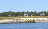 The image shows a serene waterfront with a backdrop of houses and trees, and a sandy shore where several birds are resting.