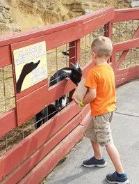 Boy Feeding Goats at the RainForest Adventures Discovery Zoo