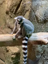 Lemur at the RainForest Adventures Discovery Zoo