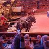 The image shows a live horse-drawn wagon performance in an indoor arena with an audience watching from tiered seating and a bottle of beer in the foreground.