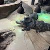A large alligator is resting on a concrete surface under heat lamps next to a pool of water in a contained habitat.