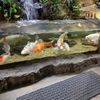 The image shows a group of colorful koi fish swimming in an indoor aquarium with a small artificial waterfall and lush greenery in the background.