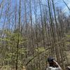 A person with their back to the camera is taking a photo of a forest with mostly bare trees and a few with green foliage under a clear blue sky.