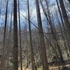 The image depicts a leafless deciduous forest with tall trees, a clear blue sky, and sunlight filtering through the branches, suggesting it might be either late fall or winter.