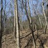 The image shows a leafless deciduous forest with bare trees and a floor covered with fallen leaves, suggesting it might be late autumn or winter.