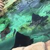Sting Rays at SeaWorld San Antonio