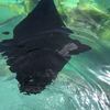 Touching a Sting Ray at SeaWorld San Antonio