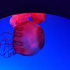 Big Jellyfish at Ripleys Aquarium of the Smokies