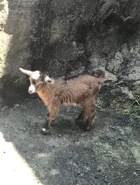 Baby Goat at RainForest Adventures Discovery Zoo