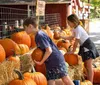 Two children are selecting pumpkins from a pumpkin patch at a farm