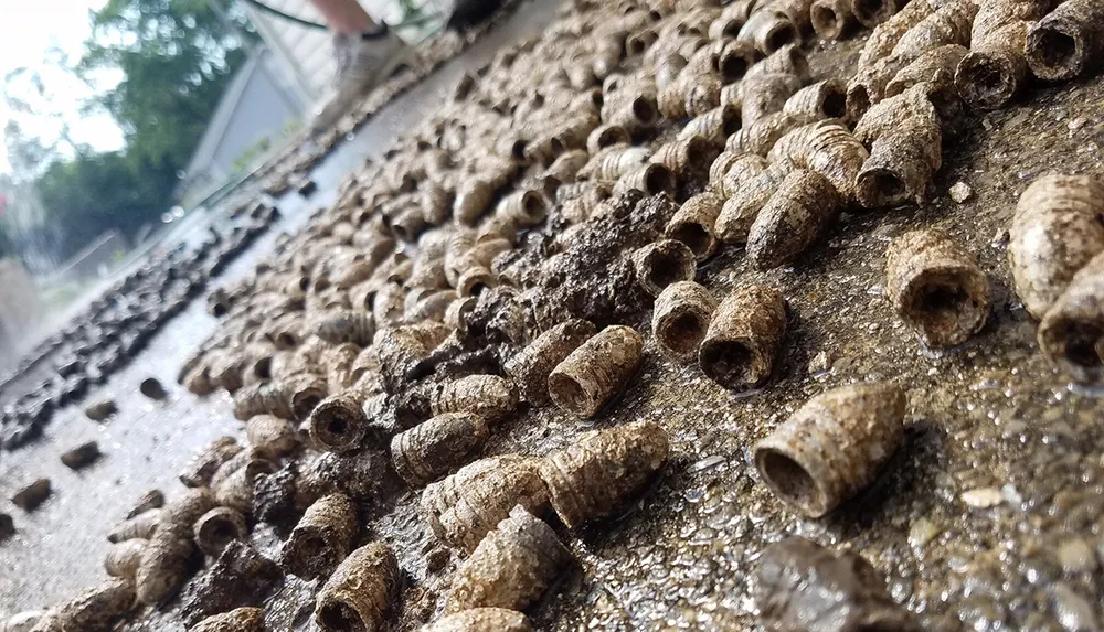 The image shows numerous tubular structures possibly mud dauber wasp nests on a textured surface with a persons legs partially visible in the background