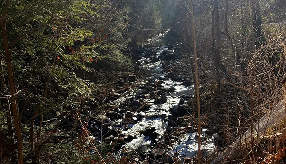 A sunlit stream meanders through a dense forest with sunlight reflecting off the waters surface