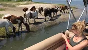 A woman on a boat is taking photos of a group of wild horses wading and drinking near the water's edge.