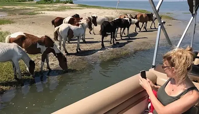 Private Sunrise Boat Tour Around Chincoteague Island Photo