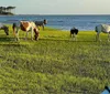 A group of wild horses is seen near the waters edge as people on a colorful tour boat observe them from a short distance