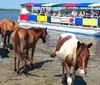 A group of wild horses is seen near the waters edge as people on a colorful tour boat observe them from a short distance