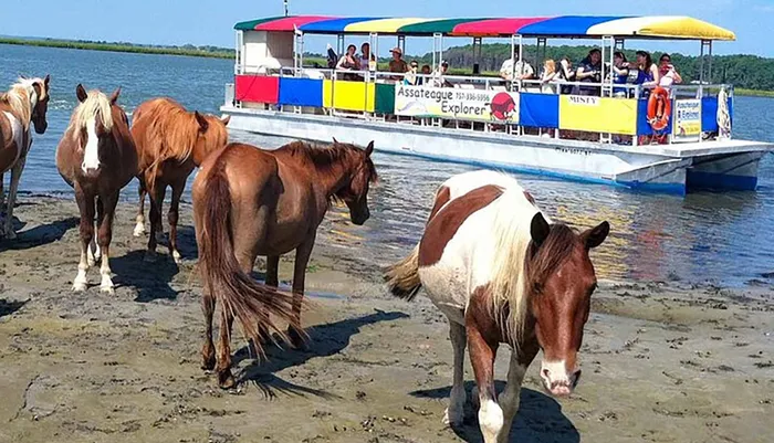 Wild Pony Watching Boat Tour from Chincoteague to Assateague Photo