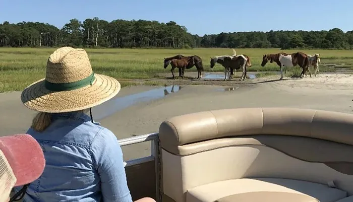 Small-Group Sunset Boat Tour Around Chincoteague & Assateague Islands Photo