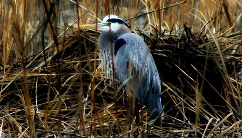 A heron stands amidst tall dry reeds blending into its natural habitat