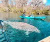 Two people are kayaking above a large manatee in clear water appearing to observe the animal closely
