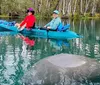 Two people are kayaking above a large manatee in clear water appearing to observe the animal closely