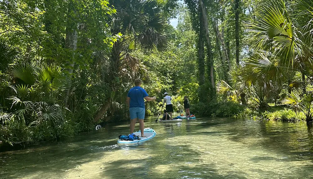 People are paddleboarding on a calm verdant river flanked by lush greenery on a sunny day