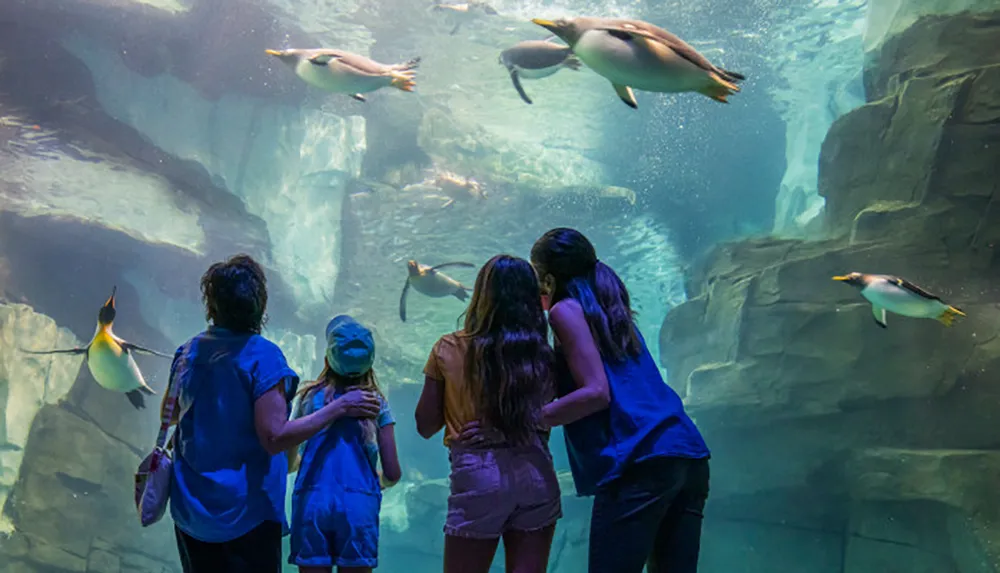 SeaWorld San Diego Theme Park - Aquarium, Zoo & Theme Park in