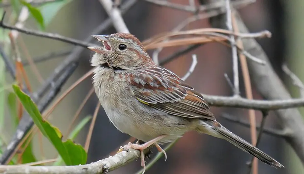 A small brown and beige bird with open beak sits on a twig among branches likely singing or calling