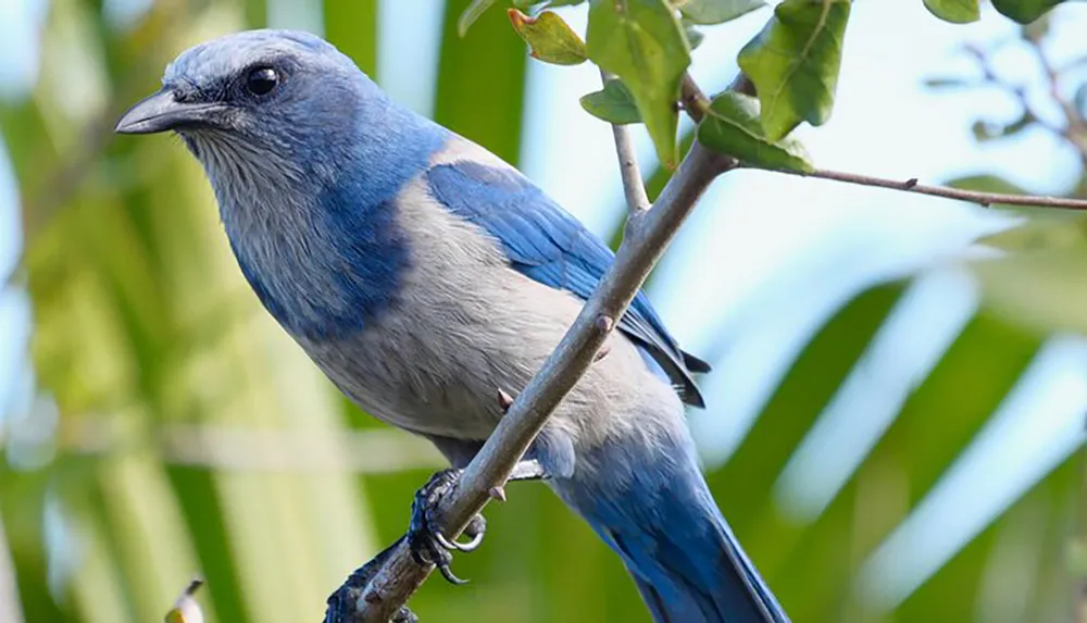 A blue bird is perched on a branch among green leaves