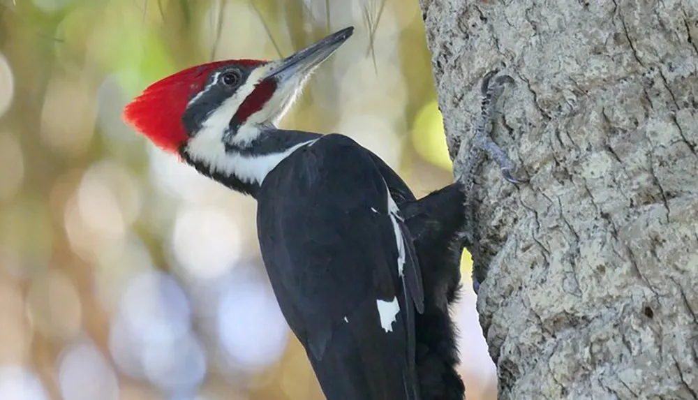 A pileated woodpecker is perched on the side of a tree with its distinctive red crest and black and white plumage