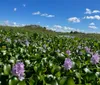 A tour boat is navigating through a dense expanse of water lilies or similar aquatic vegetation on a waterway