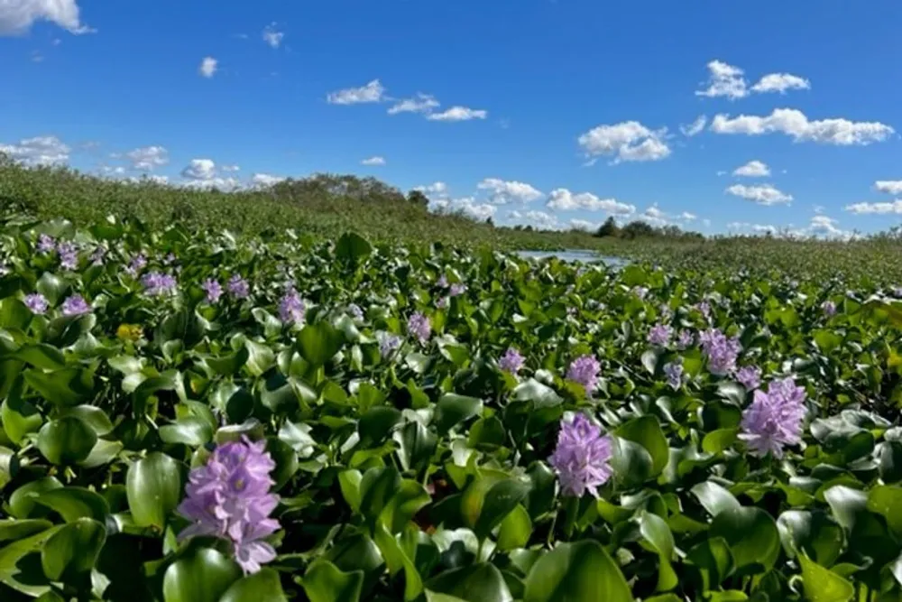 The image shows a vast expanse of floating water hyacinths with purple flowers under a blue sky dotted with clouds