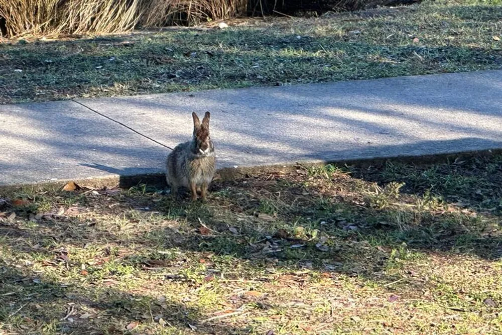 A rabbit is sitting attentively on a patch of grass beside a concrete walkway in a sunlit area