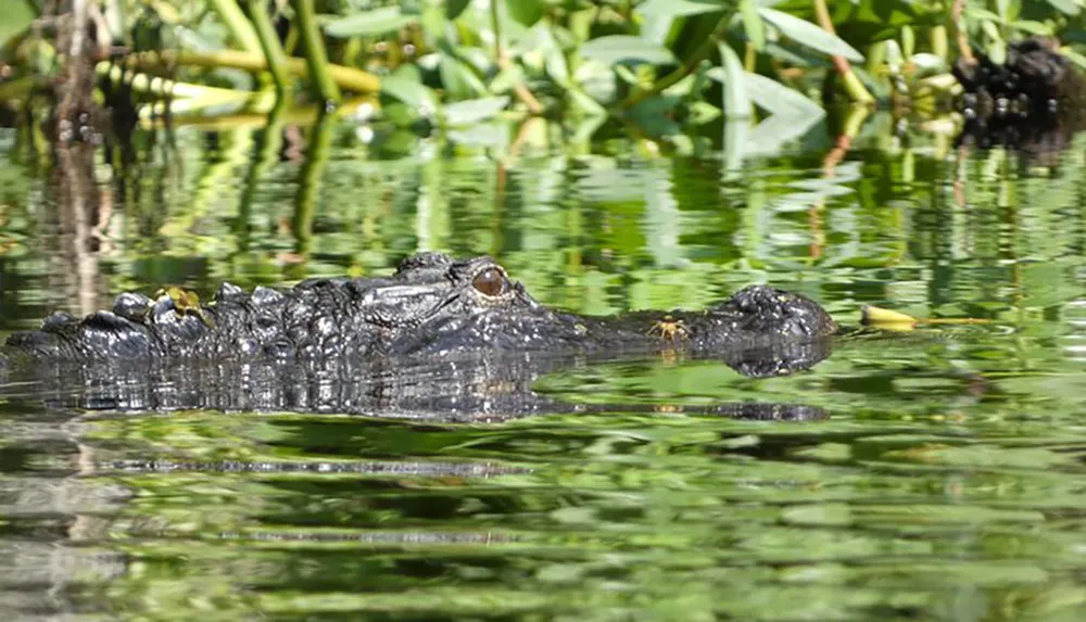 An alligator is partially submerged in water among aquatic plants with its eyes and the top of its snout visible above the surface