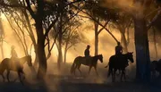 Riders on horseback traverse a dust-filled landscape bathed in the warm glow of the setting or rising sun, creating a serene silhouette scene through a wooded area.