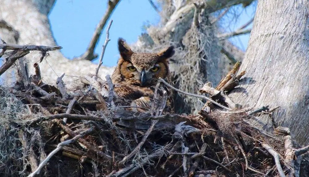 A great horned owl is camouflaged amidst the sticks and debris of its large treetop nest staring intently with yellow eyes