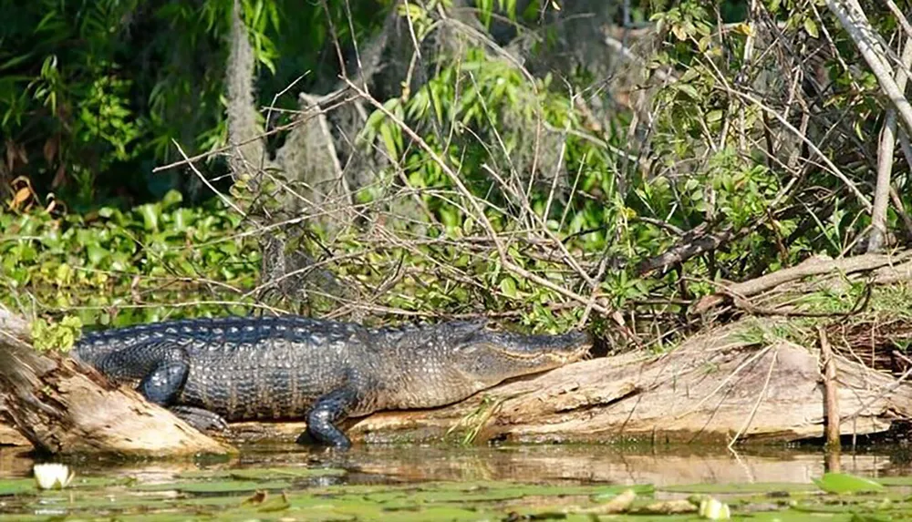 An alligator is lazily basking on a log at the waters edge amid lush green vegetation