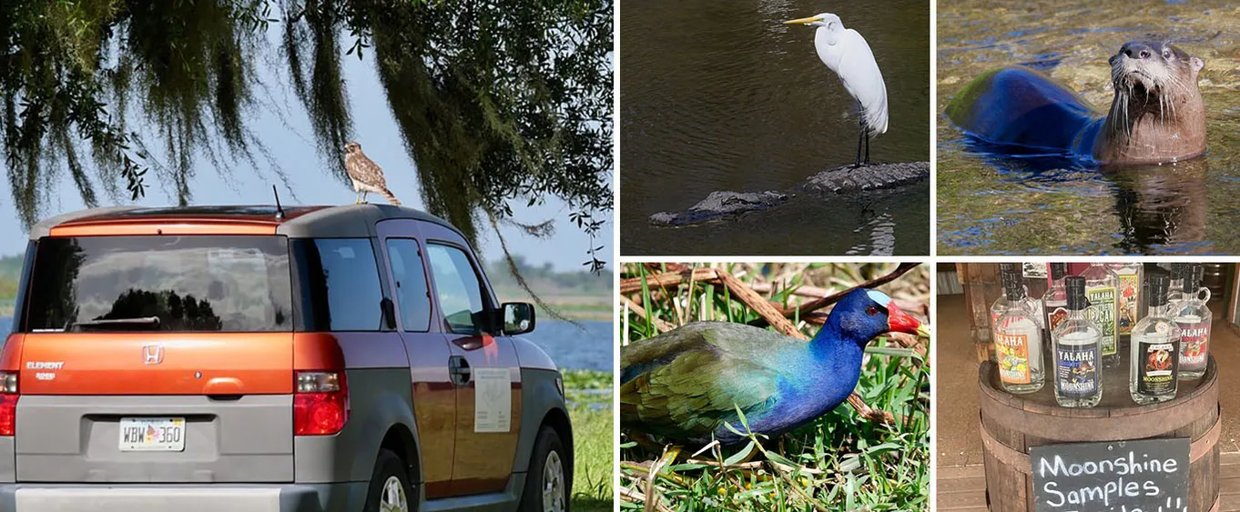 Florida Wildlife Drive Eco Tour with Lunch and Moonshine Tasting