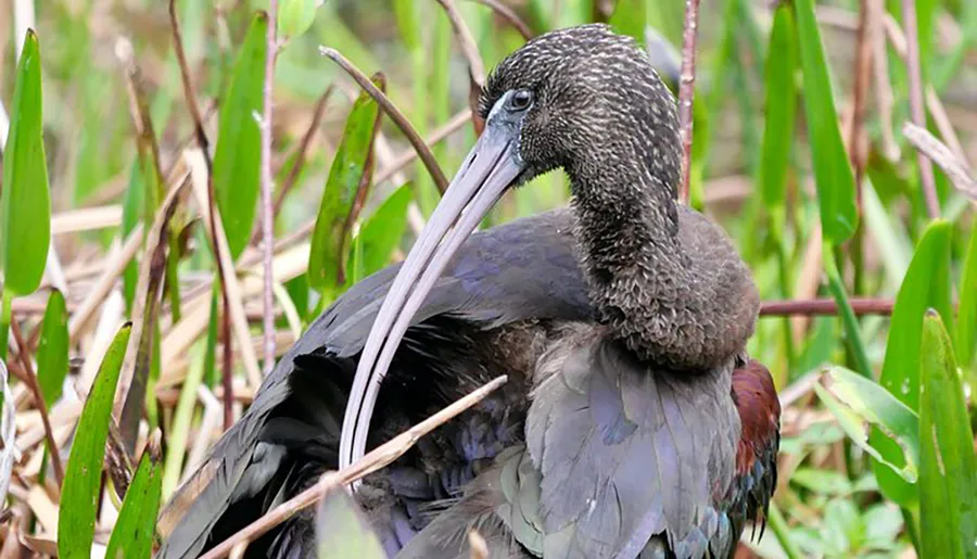 A glossy ibis is nestled among reeds, showcasing its long, curved bill and iridescent plumage.