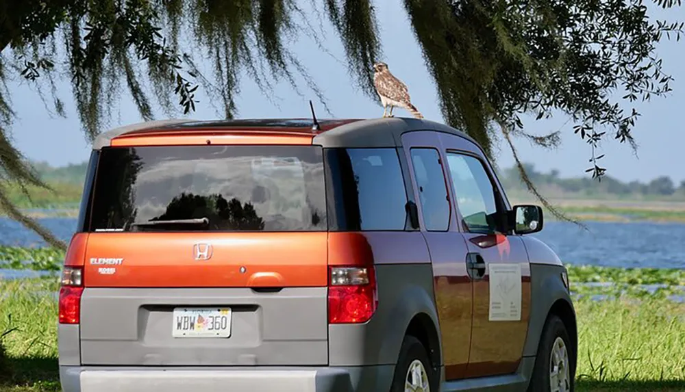 A hawk is perched on top of a parked two-tone Honda Element by a scenic lake with trees in the background