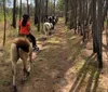 A group of horseback riders travels along a grassy trail at sunset